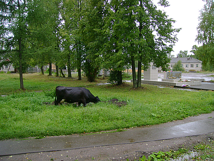 коровы,афанасьево,улицы